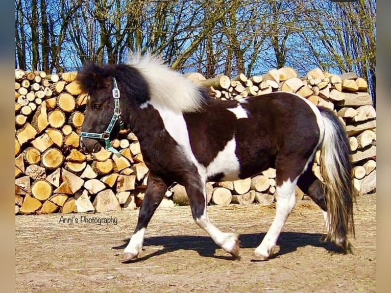 Shetland Ponys Hengst Gevlekt-paard in Schönberg