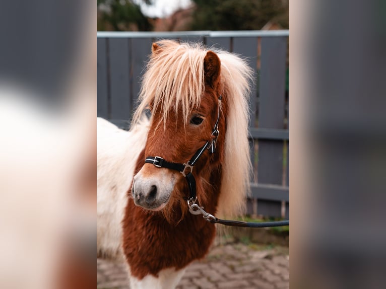 Shetland Ponys Hengst Gevlekt-paard in Duderstadt