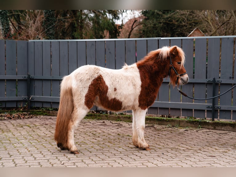 Shetland Ponys Hengst Gevlekt-paard in Duderstadt