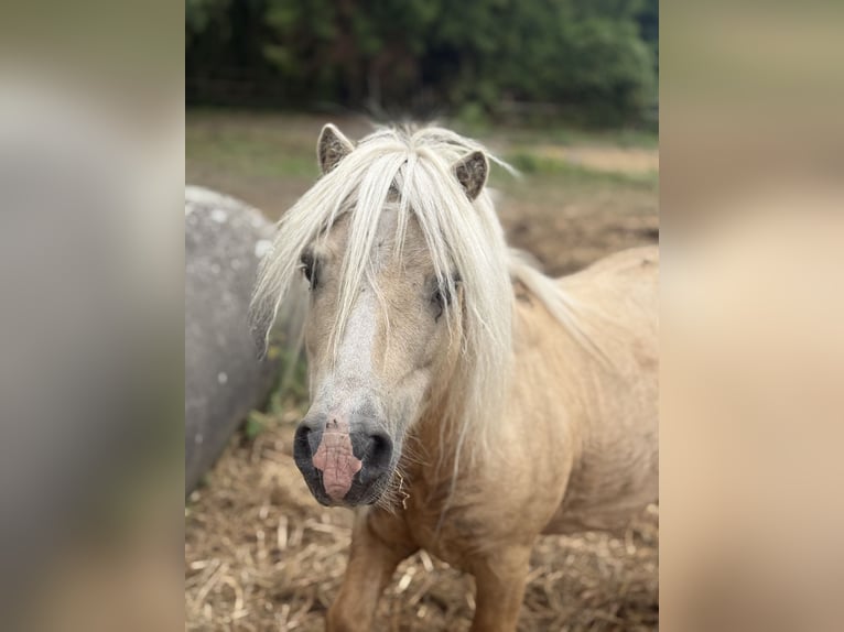 Shetland Ponys Hengst Palomino in Rotterdam