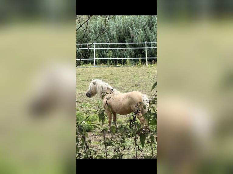 Shetland Ponys Hengst Palomino in Rotterdam