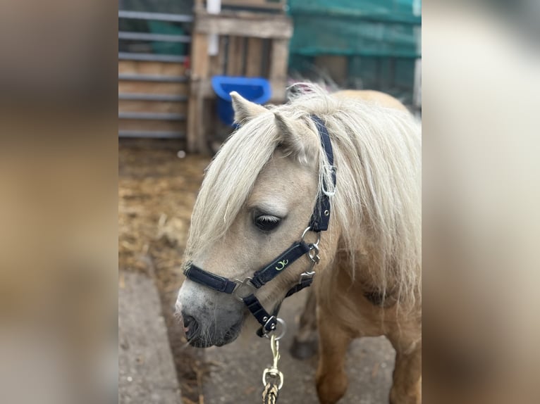 Shetland Ponys Hengst Palomino in Rotterdam