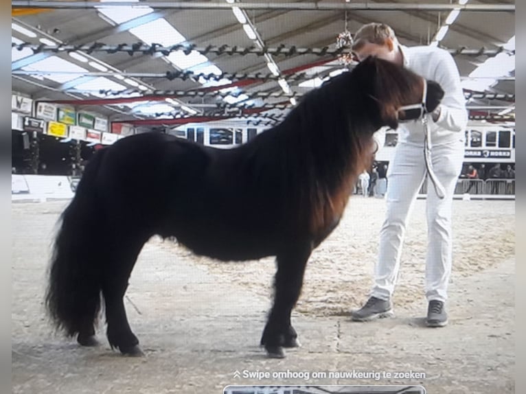 Shetland Ponys Hengst Rappe in Smakt