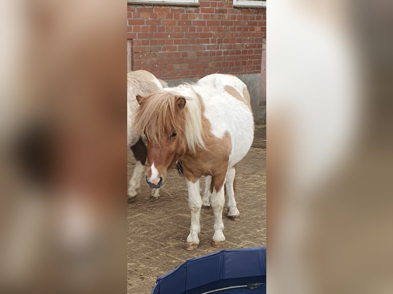 Shetland Ponys Hengst Red Dun in Varrel