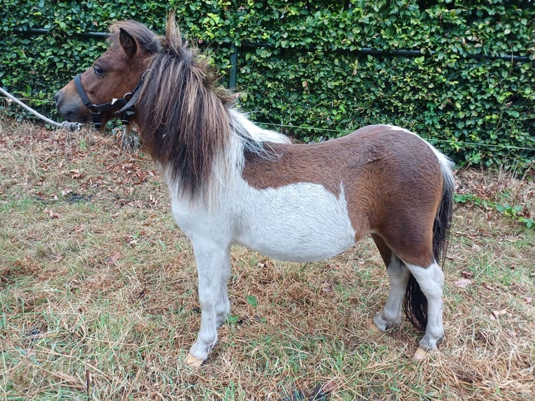 Shetland Ponys Hengst Schecke in Zeeland