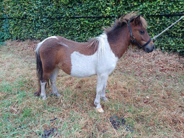 Shetland Ponys Hengst Schecke in Zeeland
