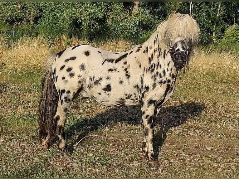 Shetland Ponys Hengst Tigerschecke in Naundorf