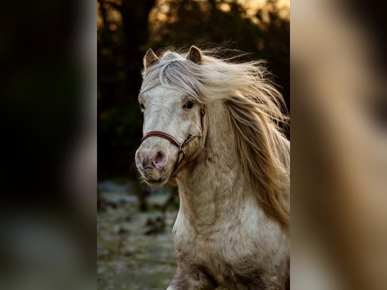 Shetland Ponys Hengst Tigerschecke in Gro&#xDF; Molzahn