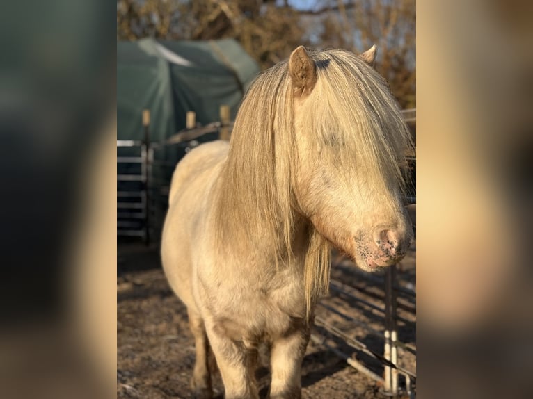 Shetland Ponys Hengst Tigerschecke in Gro&#xDF; Molzahn
