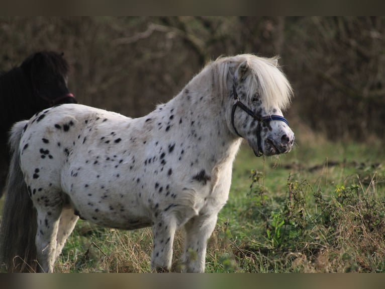 Shetland Ponys Hengst Tigerschecke in Bobitz