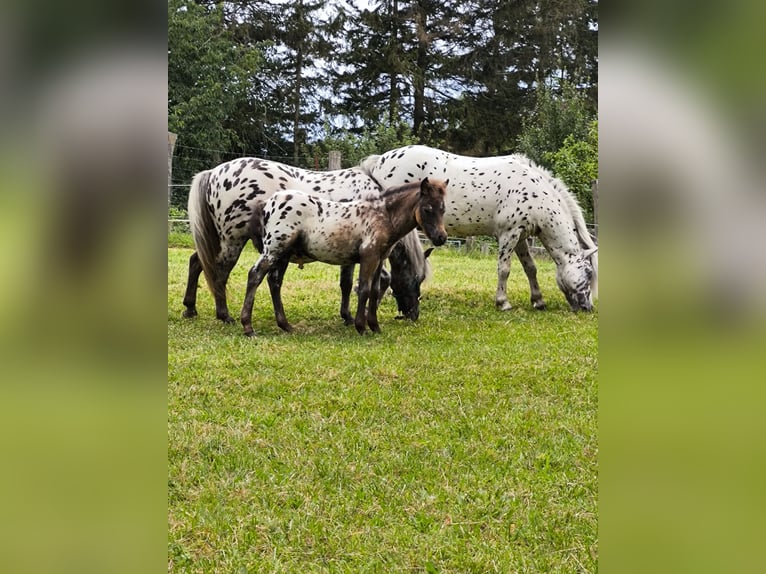 Shetland Ponys Hengst Tigerschecke in Bobitz
