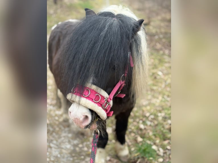 Shetland Ponys Hengst Tobiano-alle-Farben in Brilon