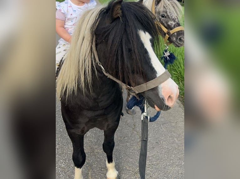 Shetland Ponys Hengst Tobiano-alle-Farben in Brilon