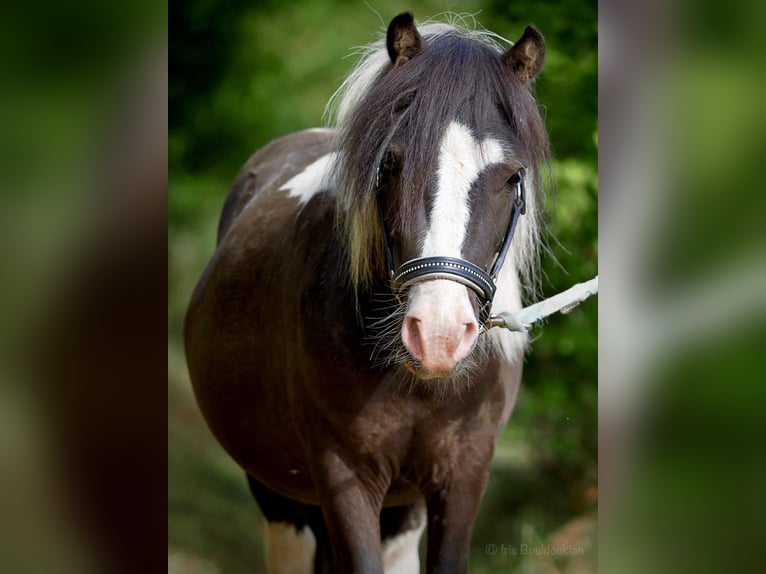 Shetland Ponys Hengst Tobiano-alle-Farben in Brilon