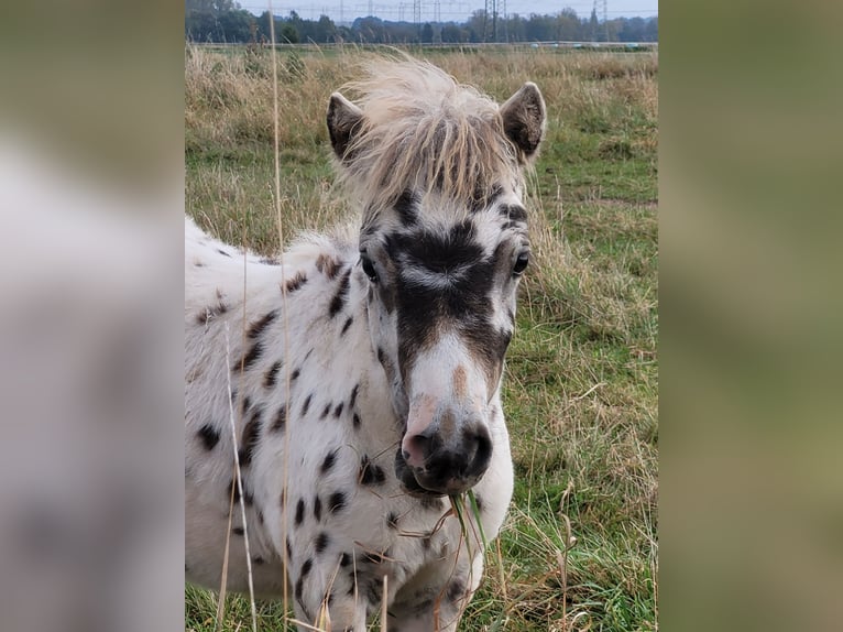 Shetland Ponys Hengst veulen (04/2024) 100 cm Appaloosa in Wabern