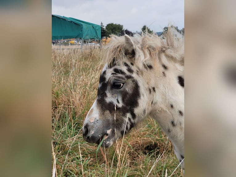 Shetland Ponys Hengst veulen (04/2024) 100 cm Appaloosa in Wabern