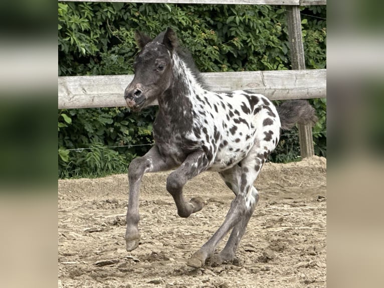 Shetland Ponys Hengst Veulen (04/2026) 100 cm Appaloosa in Schemmerhofen