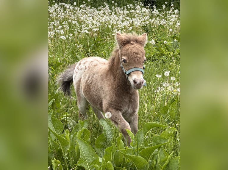 Shetland Ponys Hengst Veulen (04/2026) 100 cm Champagne in Groß Molzahn