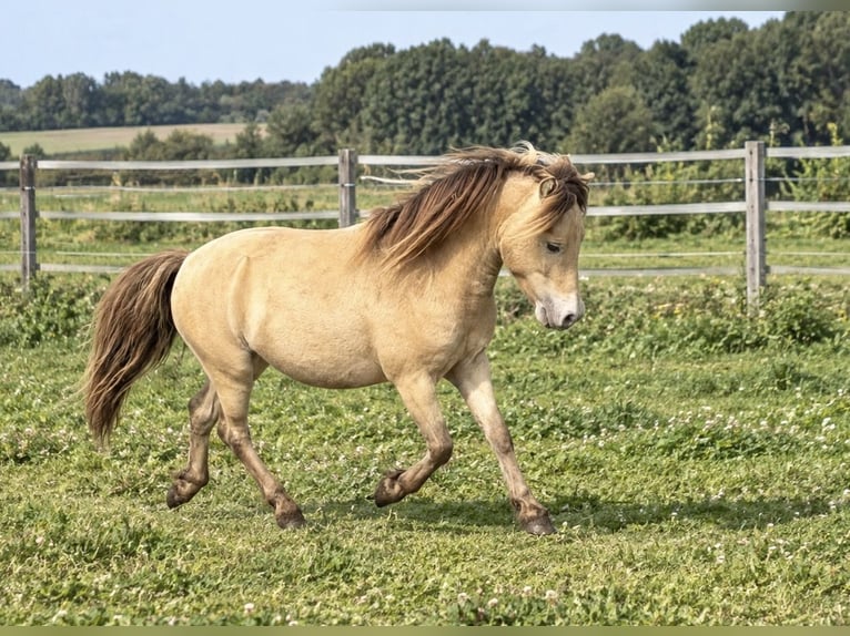 Shetland Ponys Hengst Veulen (04/2026) 100 cm Champagne in Groß Molzahn