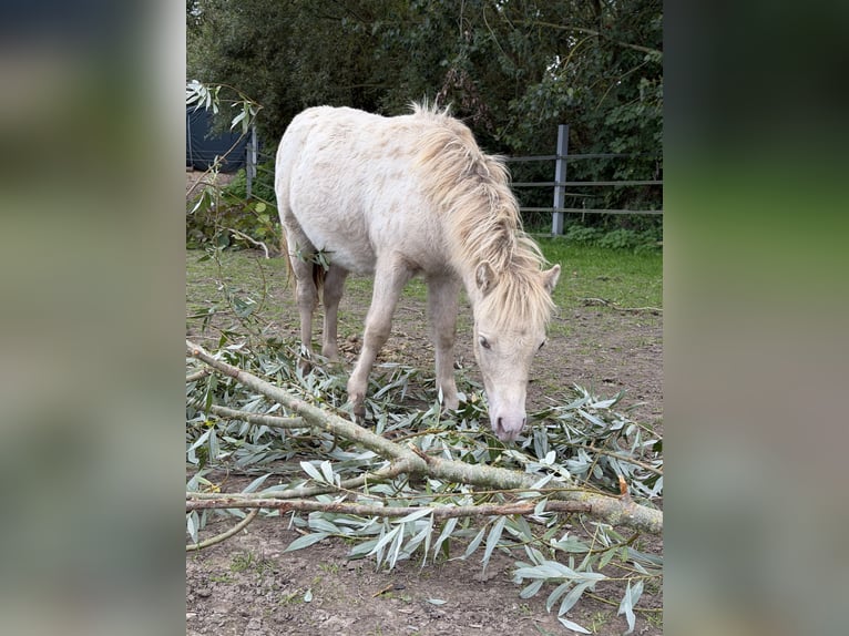 Shetland Ponys Hengst Veulen (04/2026) 100 cm Champagne in Groß Molzahn