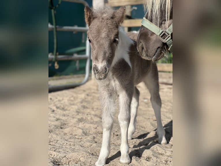 Shetland Ponys Hengst Veulen (05/2025) 100 cm Gevlekt-paard in Edewecht