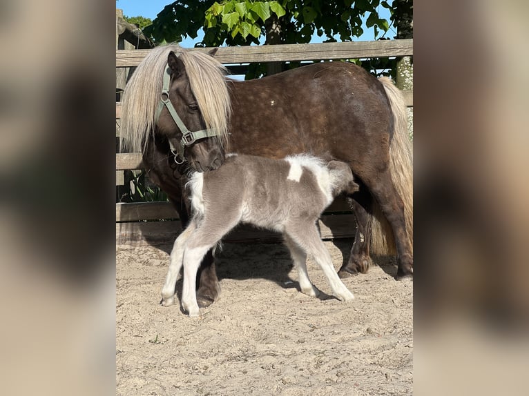 Shetland Ponys Hengst Veulen (05/2025) 100 cm Gevlekt-paard in Edewecht