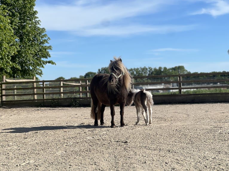 Shetland Ponys Hengst Veulen (05/2025) 100 cm Gevlekt-paard in Edewecht
