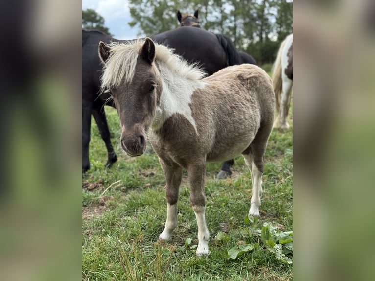 Shetland Ponys Hengst Veulen (05/2025) 100 cm Gevlekt-paard in Edewecht