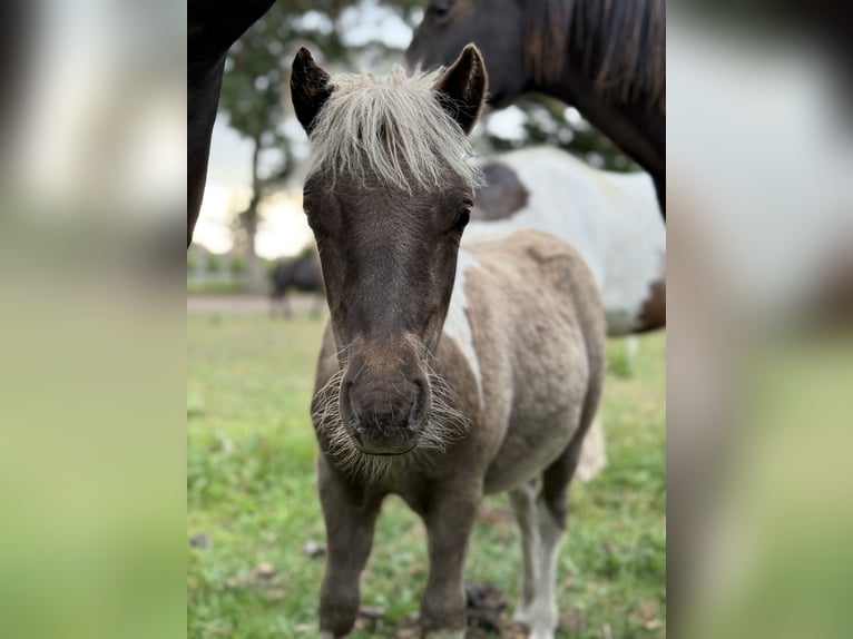 Shetland Ponys Hengst Veulen (05/2025) 100 cm Gevlekt-paard in Edewecht