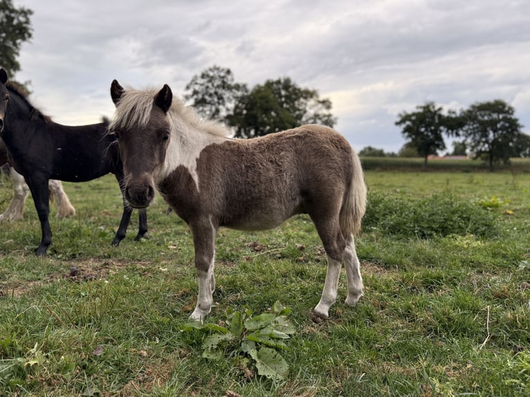 Shetland Ponys Hengst Veulen (05/2025) 100 cm Gevlekt-paard in Edewecht