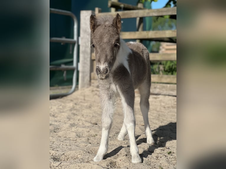 Shetland Ponys Hengst Veulen (05/2025) 100 cm Gevlekt-paard in Edewecht