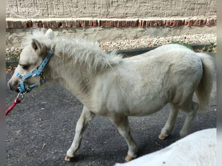 Shetland Ponys Hengst Veulen (04/2026) 100 cm Palomino in Naundorf