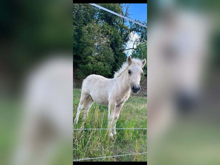 Shetland Ponys Hengst Veulen (04/2026) 100 cm Palomino in Naundorf