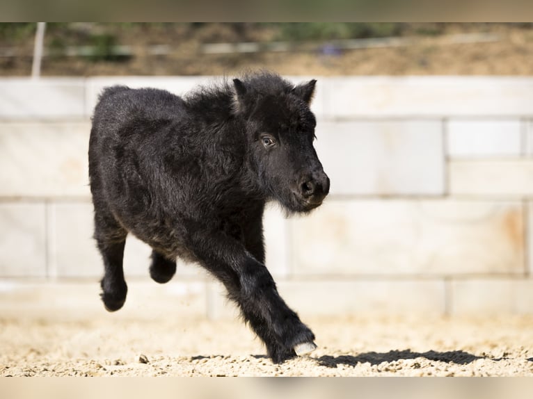 Shetland Ponys Hengst Veulen (02/2026) 100 cm Zwart in Braunfels Bonbaden