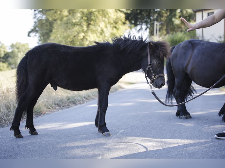 Shetland Ponys Hengst Veulen (02/2026) 100 cm Zwart in Braunfels Bonbaden