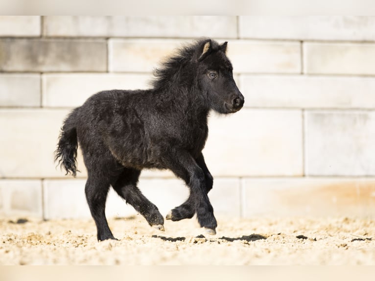 Shetland Ponys Hengst Veulen (02/2026) 100 cm Zwart in Braunfels Bonbaden