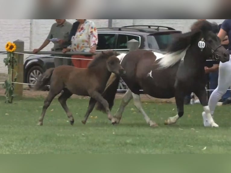 Shetland Ponys Hengst Veulen (06/2025) 100 cm Zwart in Gro&#xDF; Wokern