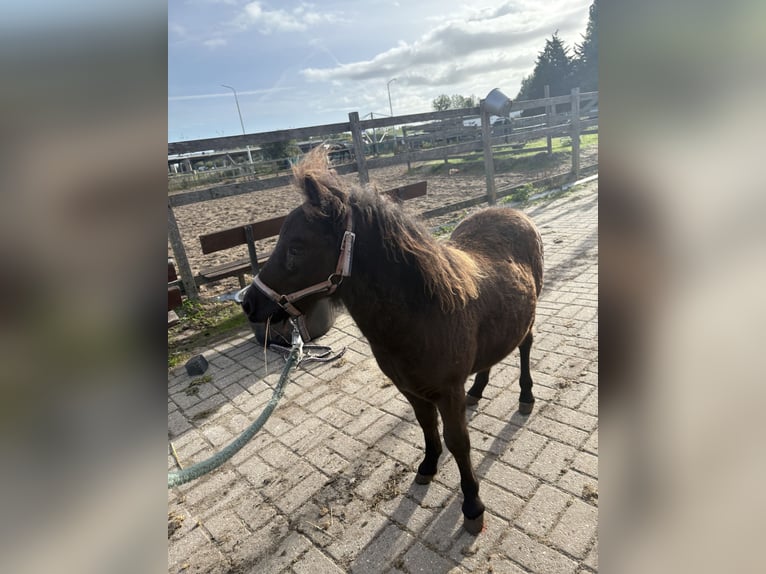Shetland Ponys Hengst Veulen (05/2026) 100 cm Zwart in Assendelft