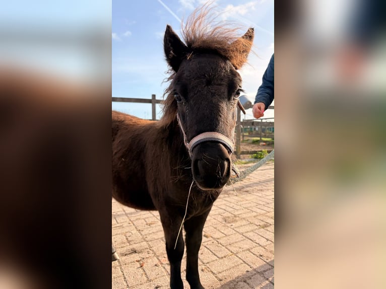 Shetland Ponys Hengst Veulen (05/2026) 100 cm Zwart in Assendelft