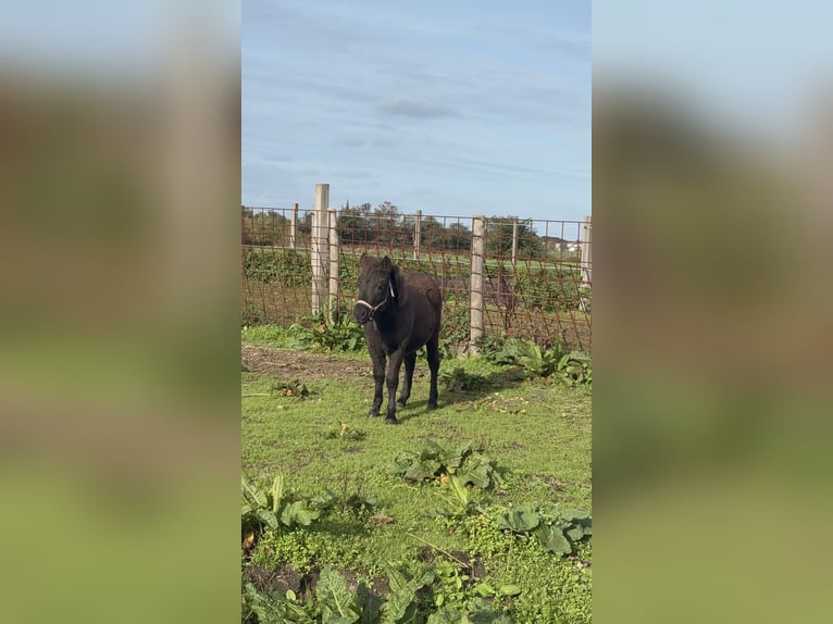 Shetland Ponys Hengst Veulen (05/2026) 100 cm Zwart in Assendelft