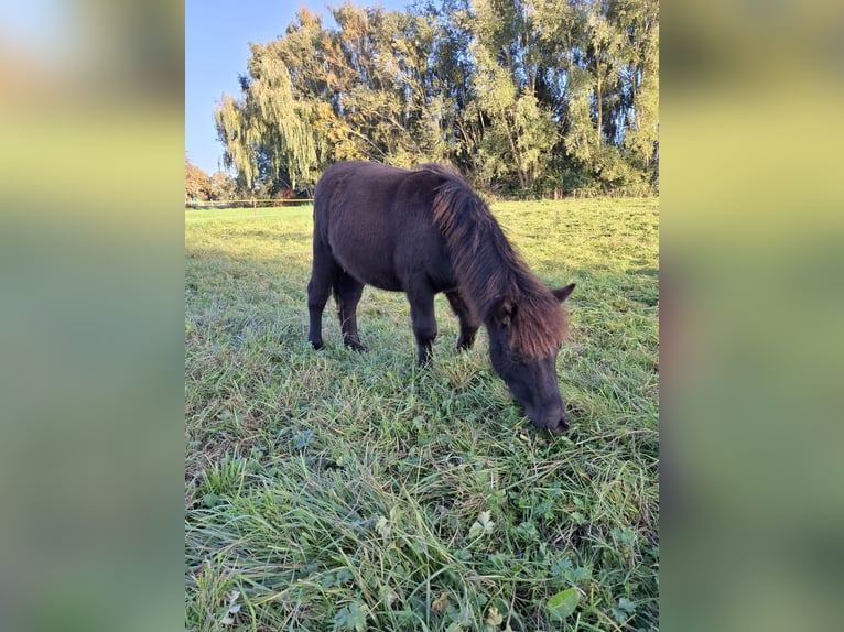 Shetland Ponys Hengst Veulen (04/2026) 100 cm Zwartbruin in Zemitz