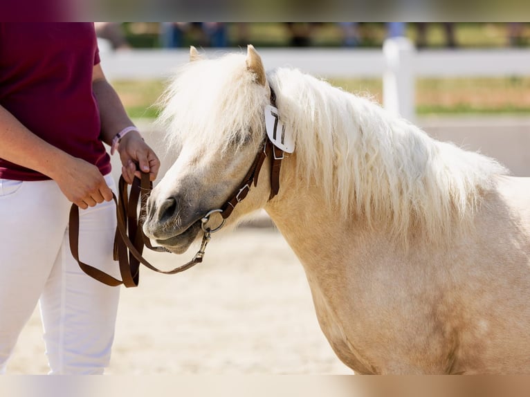 Shetland Ponys Hengst Veulen (03/2025) 101 cm Palomino in Obersch&#xF6;na