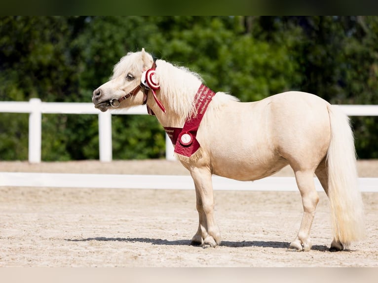 Shetland Ponys Hengst Veulen (03/2025) 101 cm Palomino in Obersch&#xF6;na