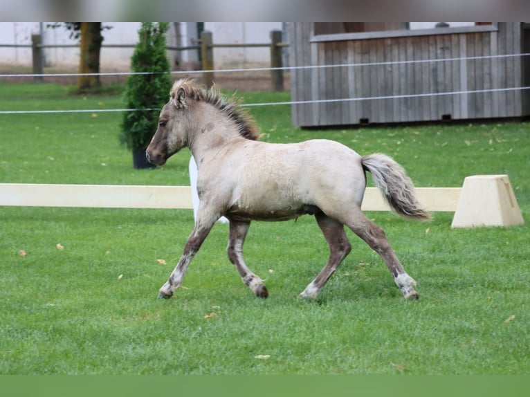 Shetland Ponys Hengst Veulen (04/2026) 103 cm Falbe in Lenzerwische
