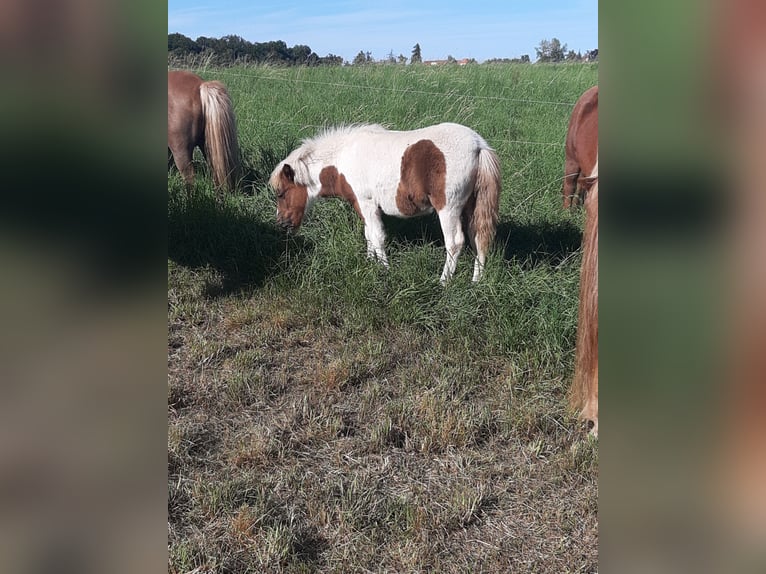 Shetland Ponys Hengst Veulen (04/2025) 103 cm Gevlekt-paard in Meerane