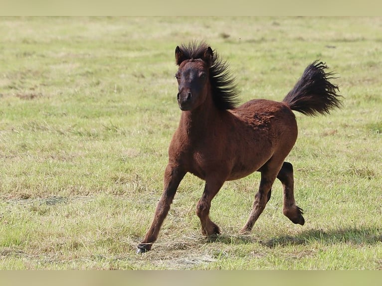 Shetland Ponys Hengst  103 cm Zwart in Hille