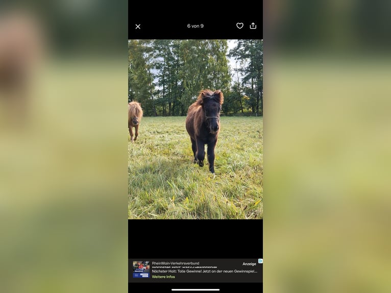 Shetland Ponys Hengst Veulen (04/2025) 103 cm Zwart in Westhausen Shetland Ponys Hengst Veulen (04/2025) 103 cm Zwart in Westhausen