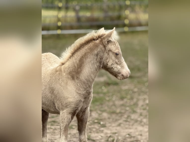Shetland Ponys Hengst Veulen (05/2026) 104 cm Champagne in Groß Molzahn