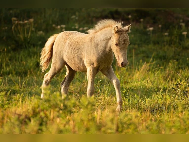 Shetland Ponys Hengst Veulen (05/2026) 104 cm Champagne in Groß Molzahn