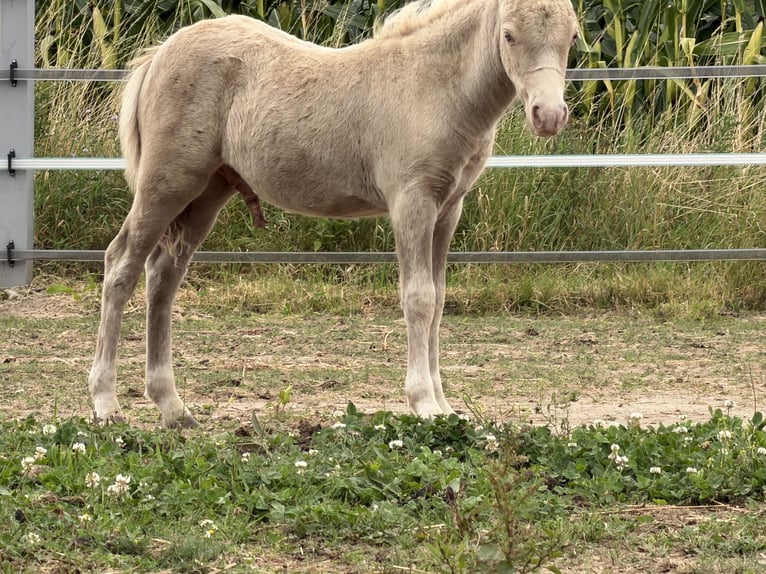 Shetland Ponys Hengst Veulen (05/2026) 104 cm Champagne in Groß Molzahn
